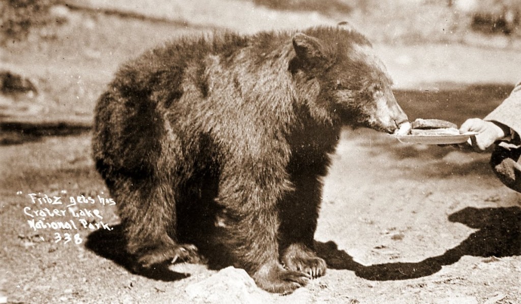 "Fritz" gets his - Crater Lake National Park