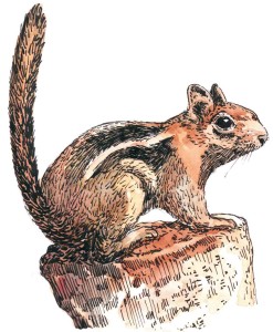 Golden-Mantled-Ground-Squirrel