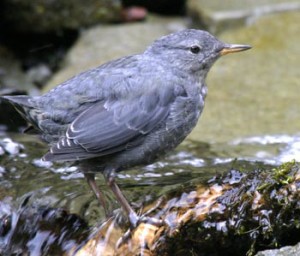 American Dipper by Robert Mutch