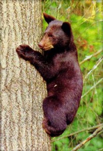black-bear-census-bear