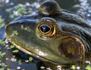 Bullfrog, Lower Klamath National Wildlife Refuge