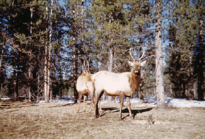 elks1