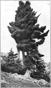 Mountain Hemlock at Crater Lake, 1917