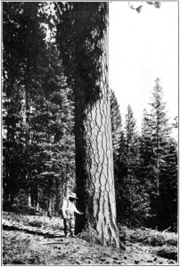 fig3-ponderosa-pine1