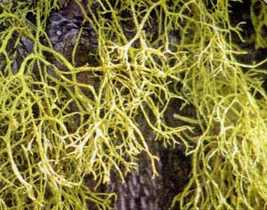 lichen-survey-bioblitz-letharia-vulpina