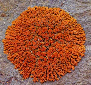 lichen-survey-bioblitz-xanthoria-elegans