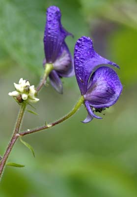 monkshood