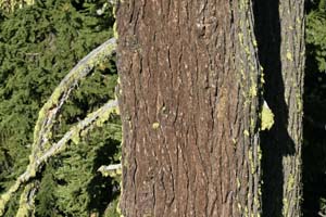 mountain-hemlocks-boundary-springs