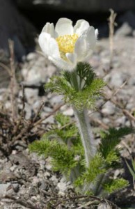 pasqueflower-watchman