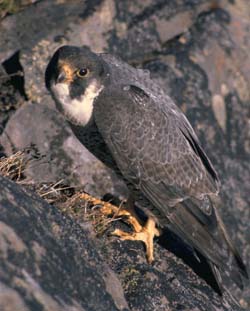 peregrine-falcon2