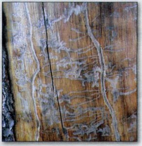 pine-beetle-bark-damage