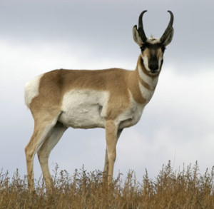 An American Antelope (Pronghorn), Thunder Basin National Grasslands, photo by Rob Mutch