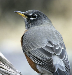 An American Robin, Tule Lake National Wildlife Refuge, photo by Rob Mutch