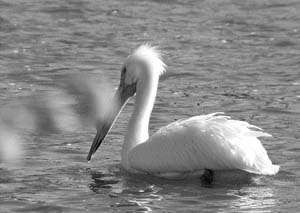 A white pelican, the symbol of Klamath Falls, takes a swim in a local lake.