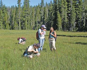 sphagnum-bog