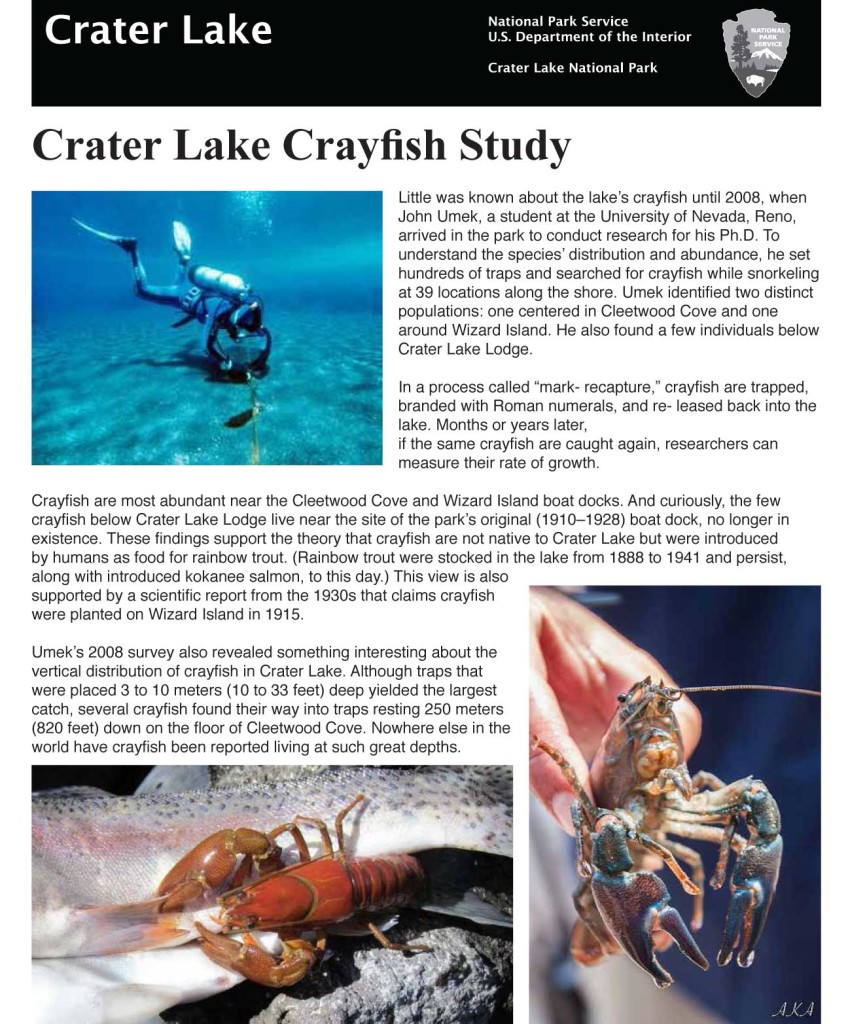 Larry Smith Posters – Crayfish Study