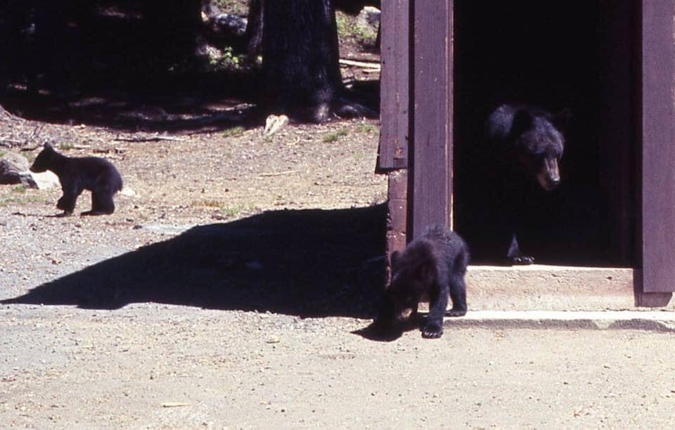 Lloyd Smith's Bears