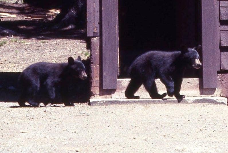 Lloyd Smith's Bears