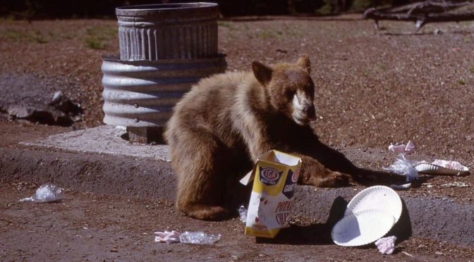 Lloyd Smith's Bears