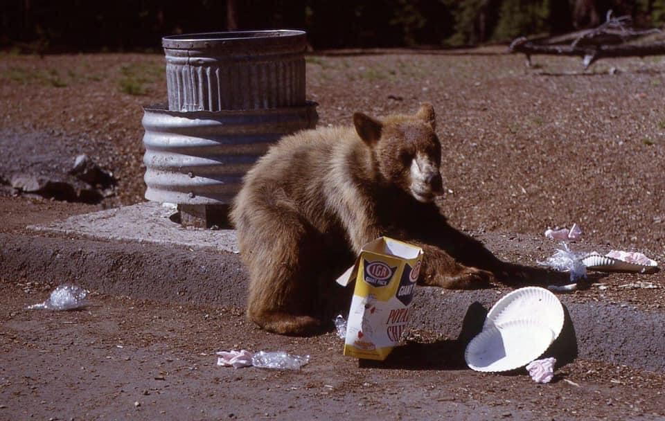 Lloyd Smith's Bears