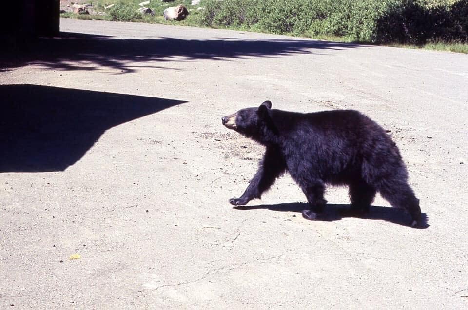 Lloyd Smith's Bears