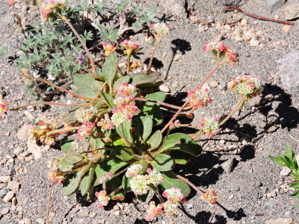 12758 – Crater Lake National Park Vegetation Mapping