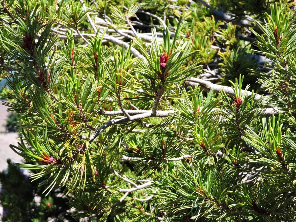 Biomass of Coniferous Understory Trees 1981