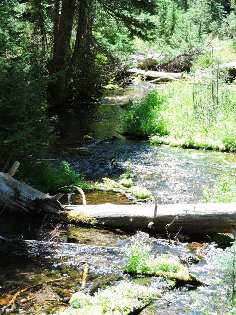 Final Report, Forest Restoration of Sun Creek 1982