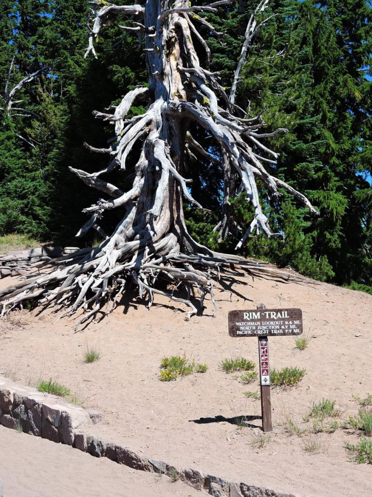 Status of Whitebark Pine in Crater Lake NP, 2000