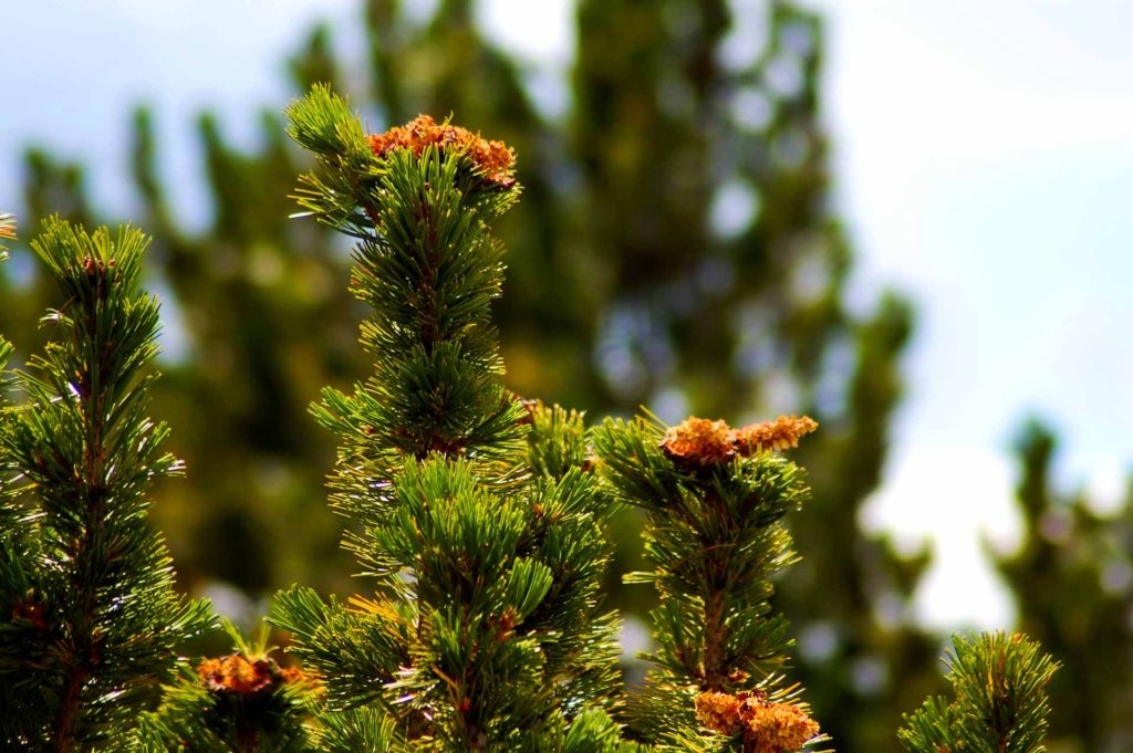 Whitebark Pine Ecology