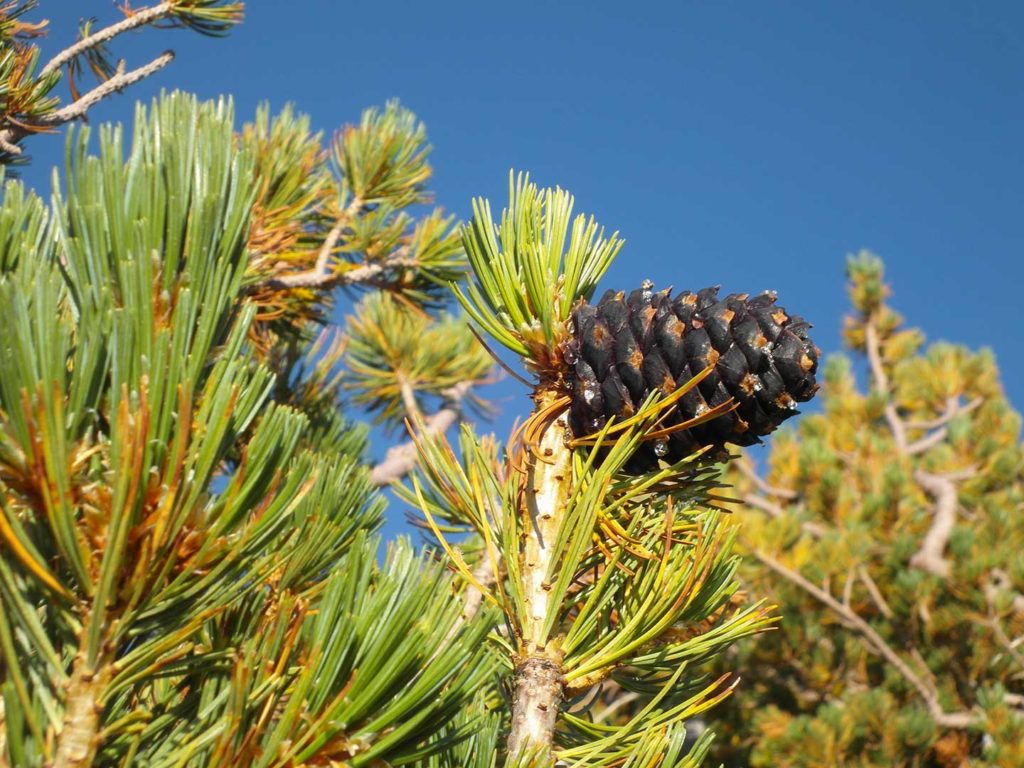 Threats to Whitebark Pines