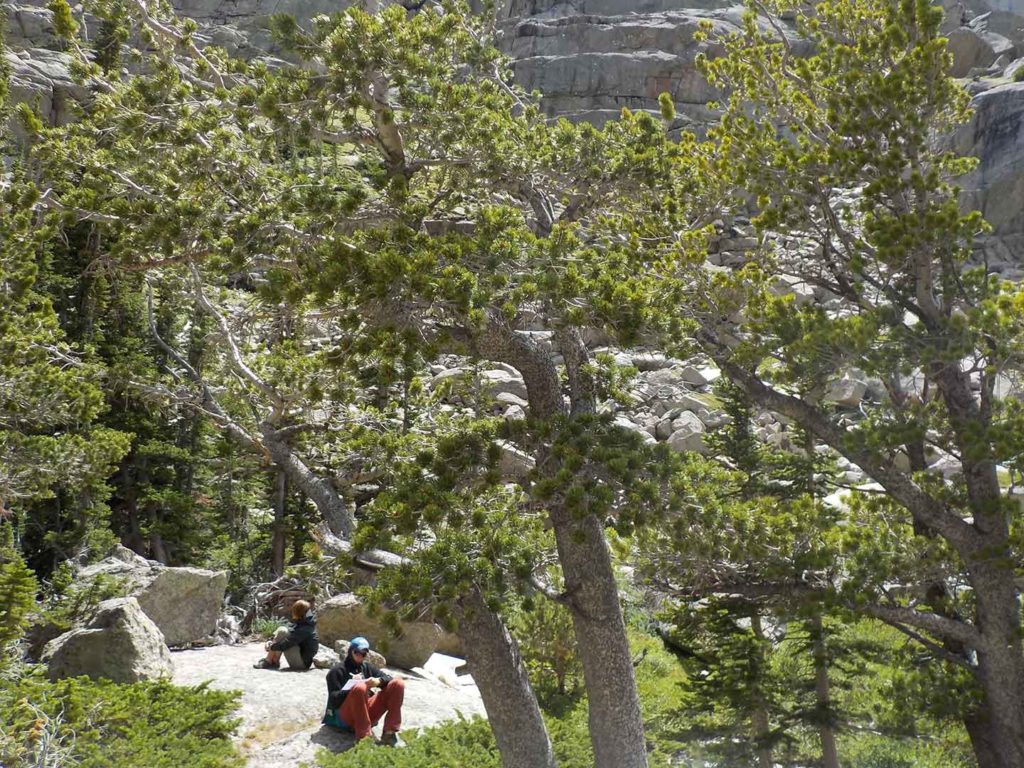 Mycorrhizae Fungi in Whitebark Pines