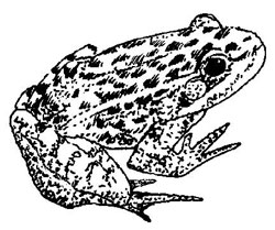 NPS Amphibians and Reptiles Species List