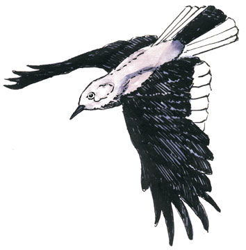 Nature Notes Vol 30, 1999 Clarks Nutcracker