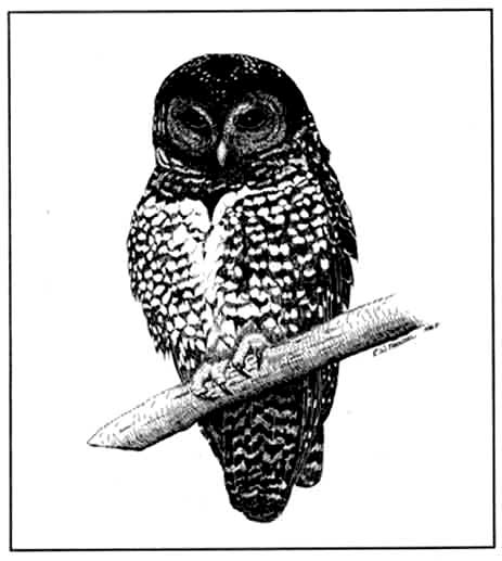 Conservation Strategy for Northern Spotted Owl – 1990