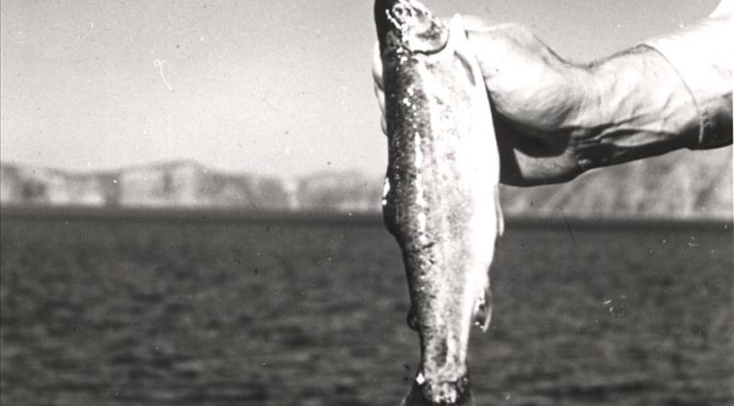 12722 - Ecology of Kokanee Salmon and Rainbow Trout - Crater Lake Institute  - Enhancing the Visitors Experience