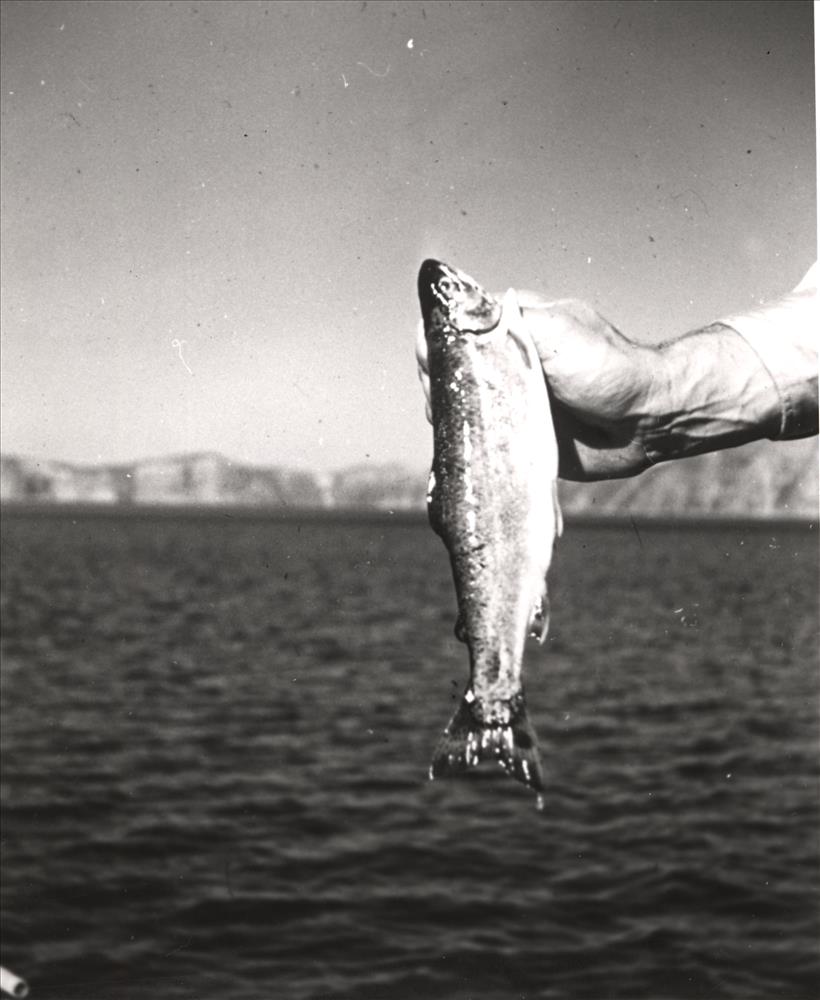12722 – Ecology of Kokanee Salmon and Rainbow Trout