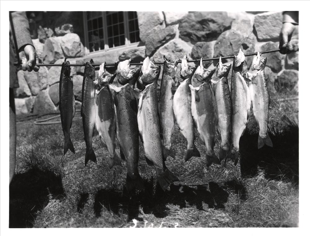 12706 – Ecology of kokanee salmon and rainbow trout
