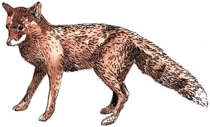 2017 – May 20 Rare Subspecies of Red Fox in Oregon