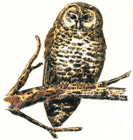 12687 – Spotted Owl Inventory, Crater Lake National Park
