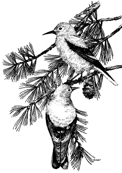 NPS Birds Species List