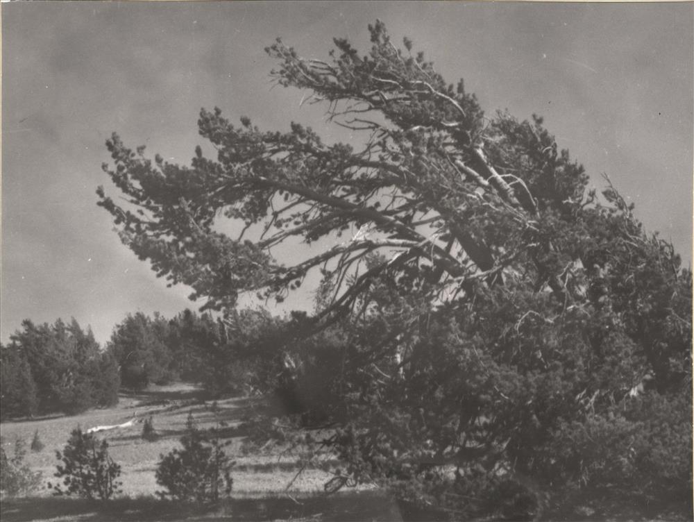 Whitebark Pines at Crater Lake