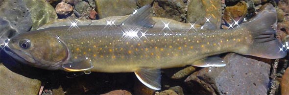 NPS Fish Species List
