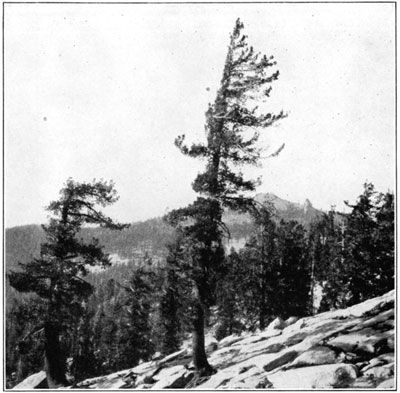 Western White Pine