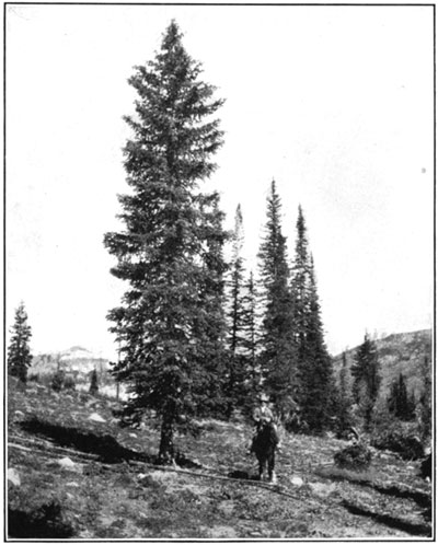 Engelmann Spruce