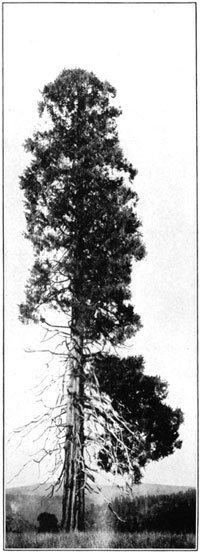 Incense Cedar