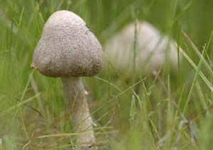 12723 – Fungi Inventory of Crater Lake National Park