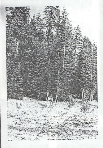 Ecology and Management of Elk in Crater Lake National Park 1976