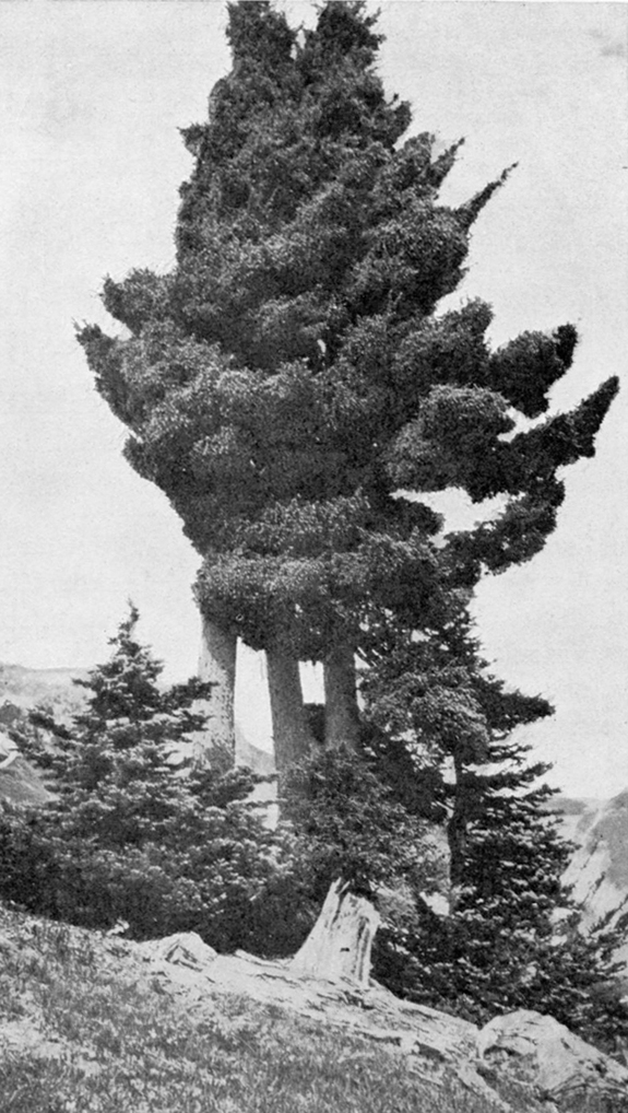 Historic Photos of Crater Lake Trees