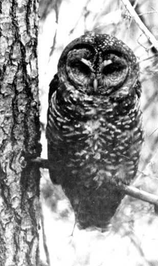 12712 – Research Spotted Owl Distribution